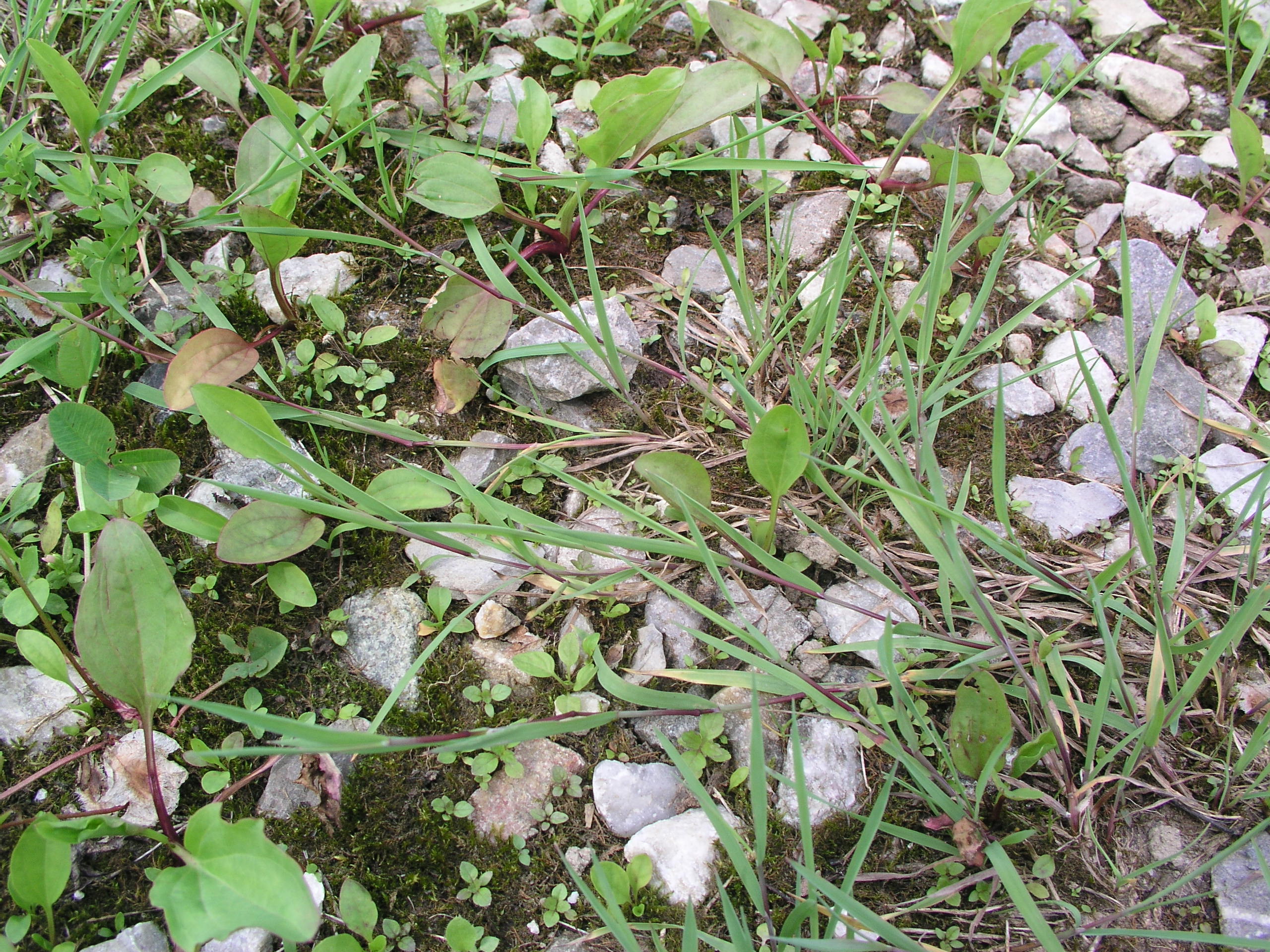 Vorschaubild zu stolonifera