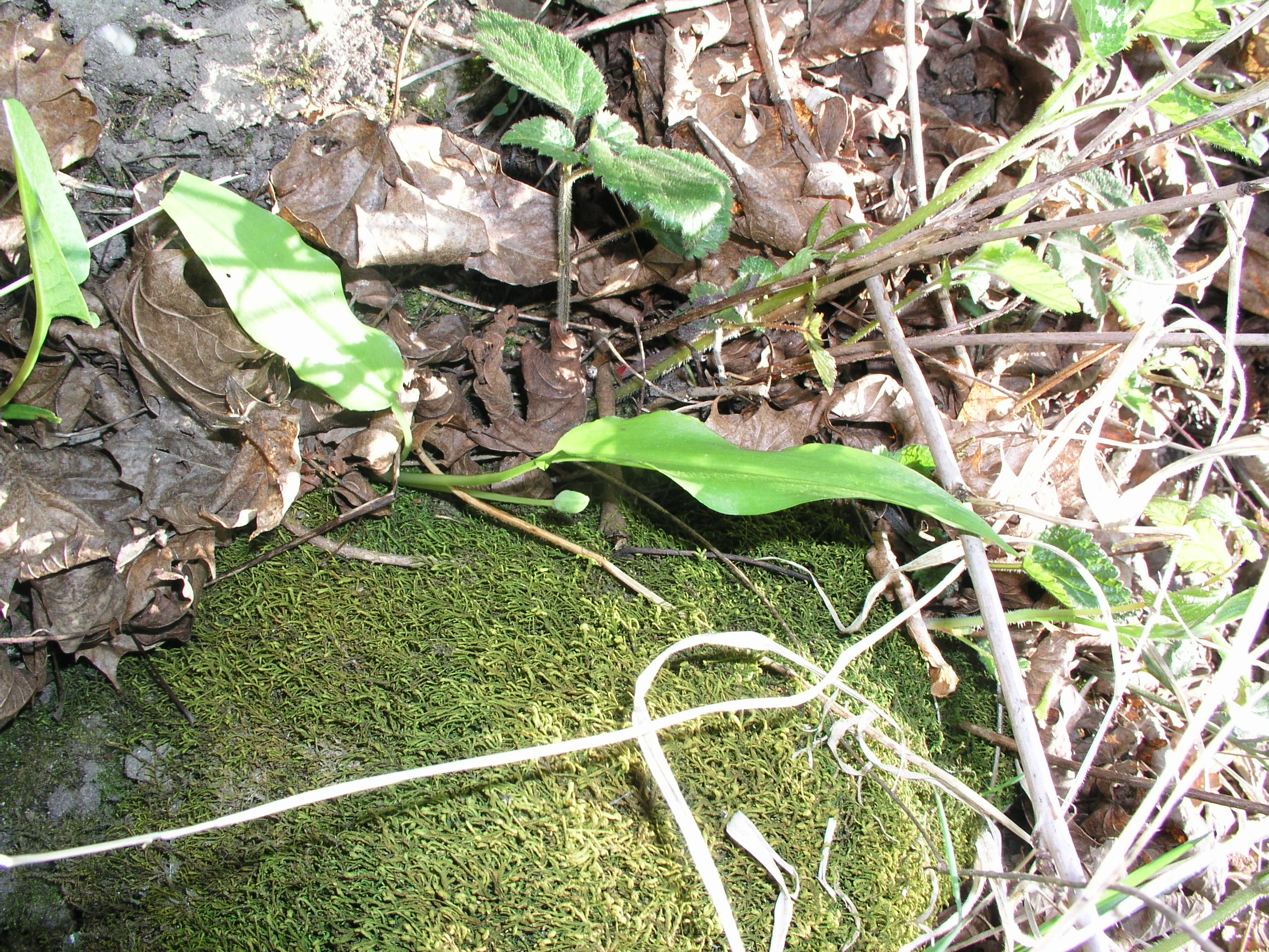 Vorschaubild zu ursinum