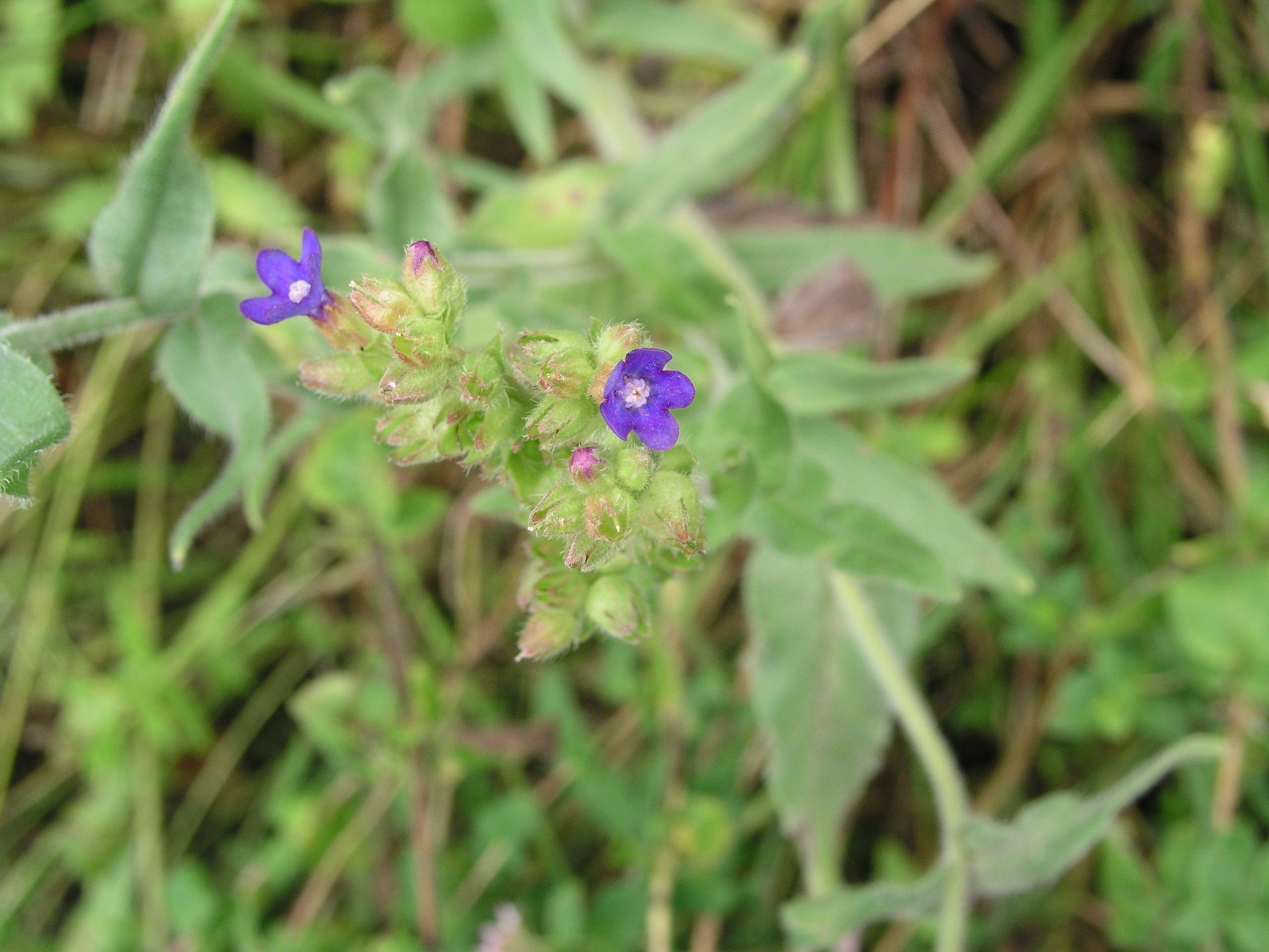 Vorschaubild zu officinalis