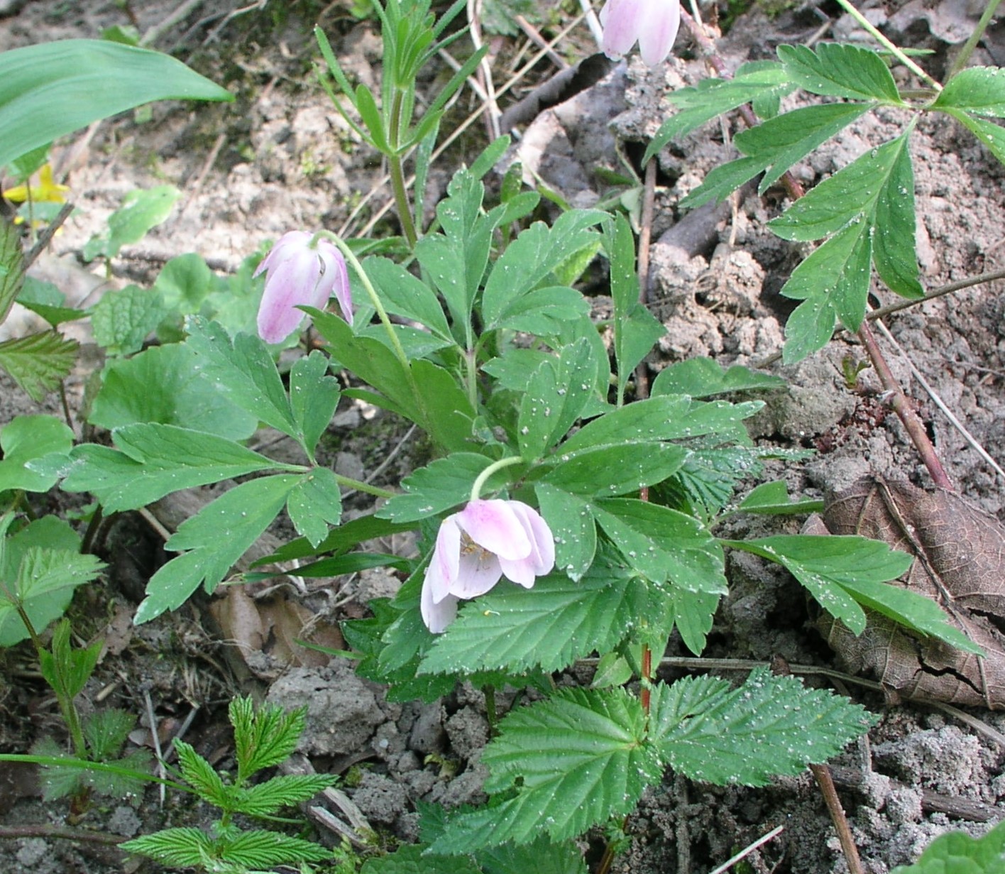 Vorschaubild zu nemorosa