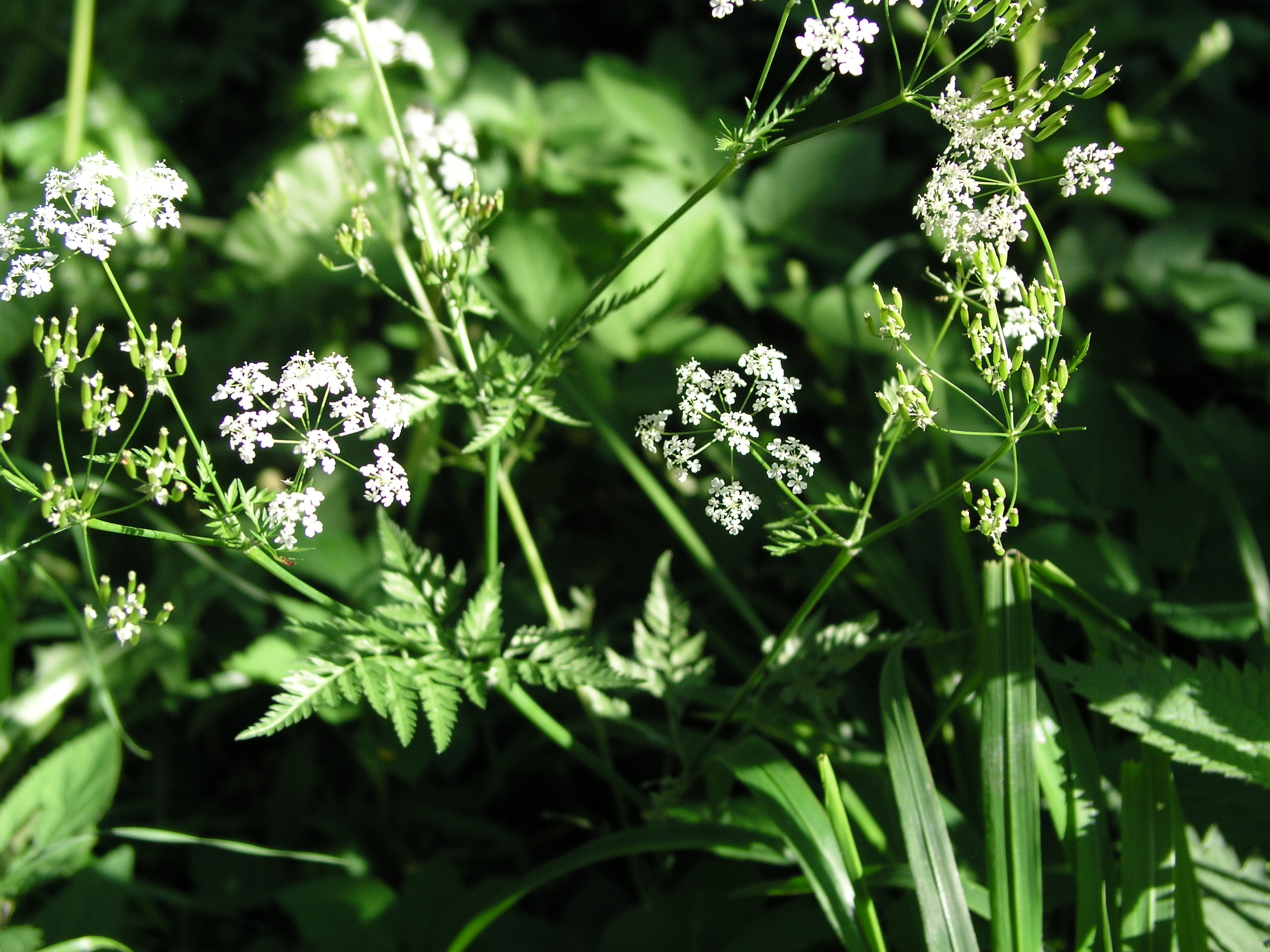 Vorschaubild zu sylvestris