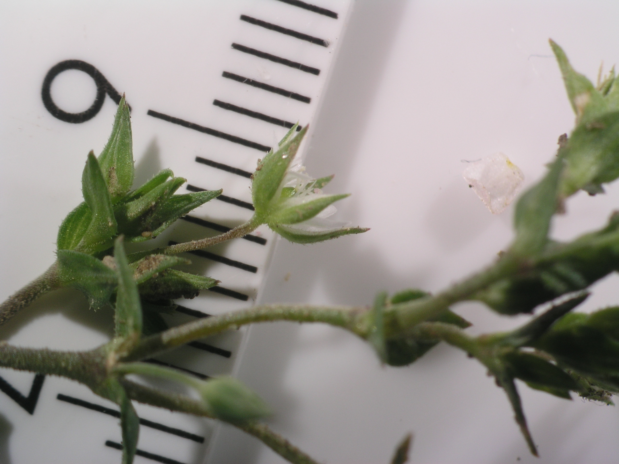 Vorschaubild zu serpyllifolia