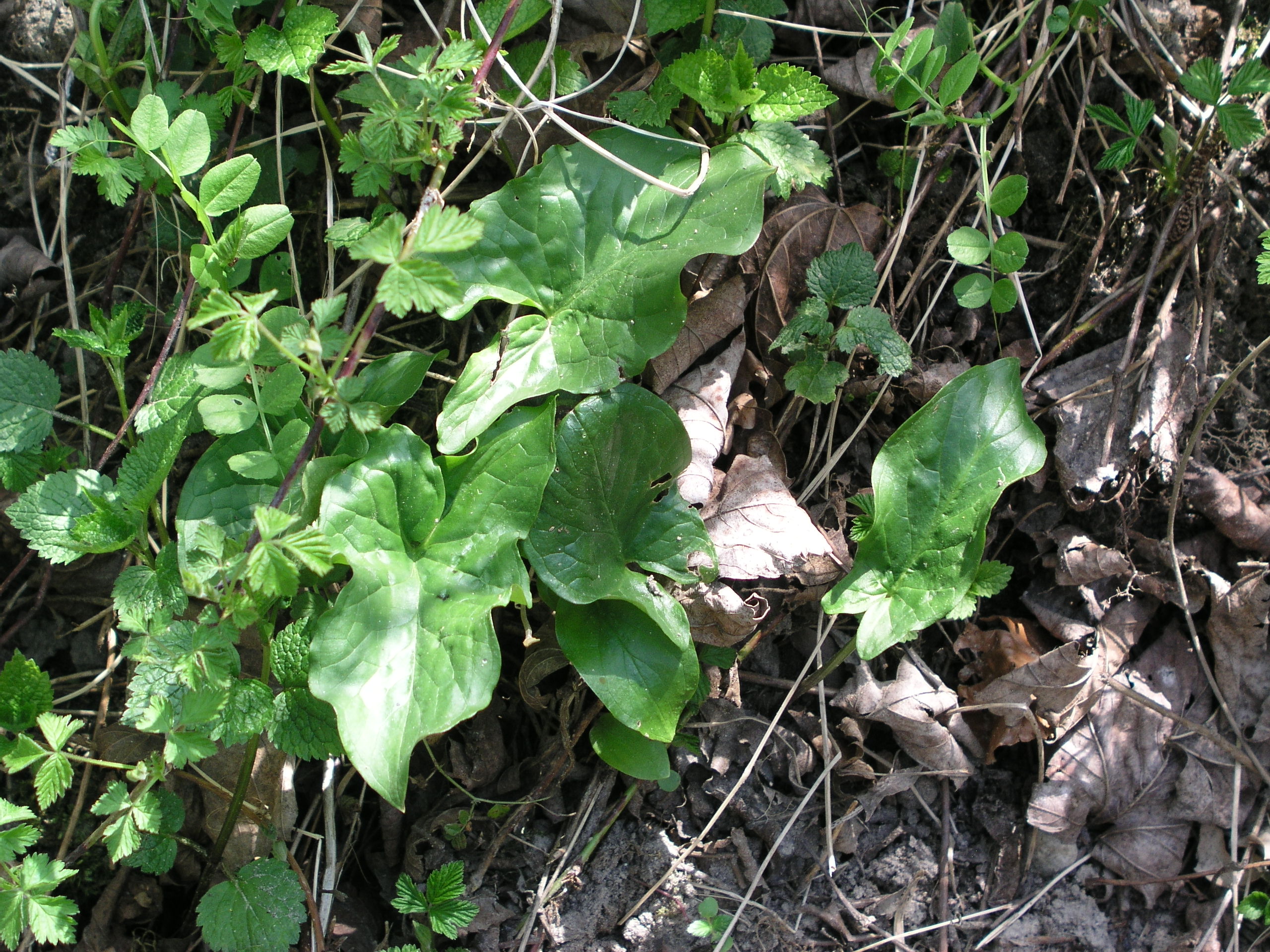 Vorschaubild zu maculatum