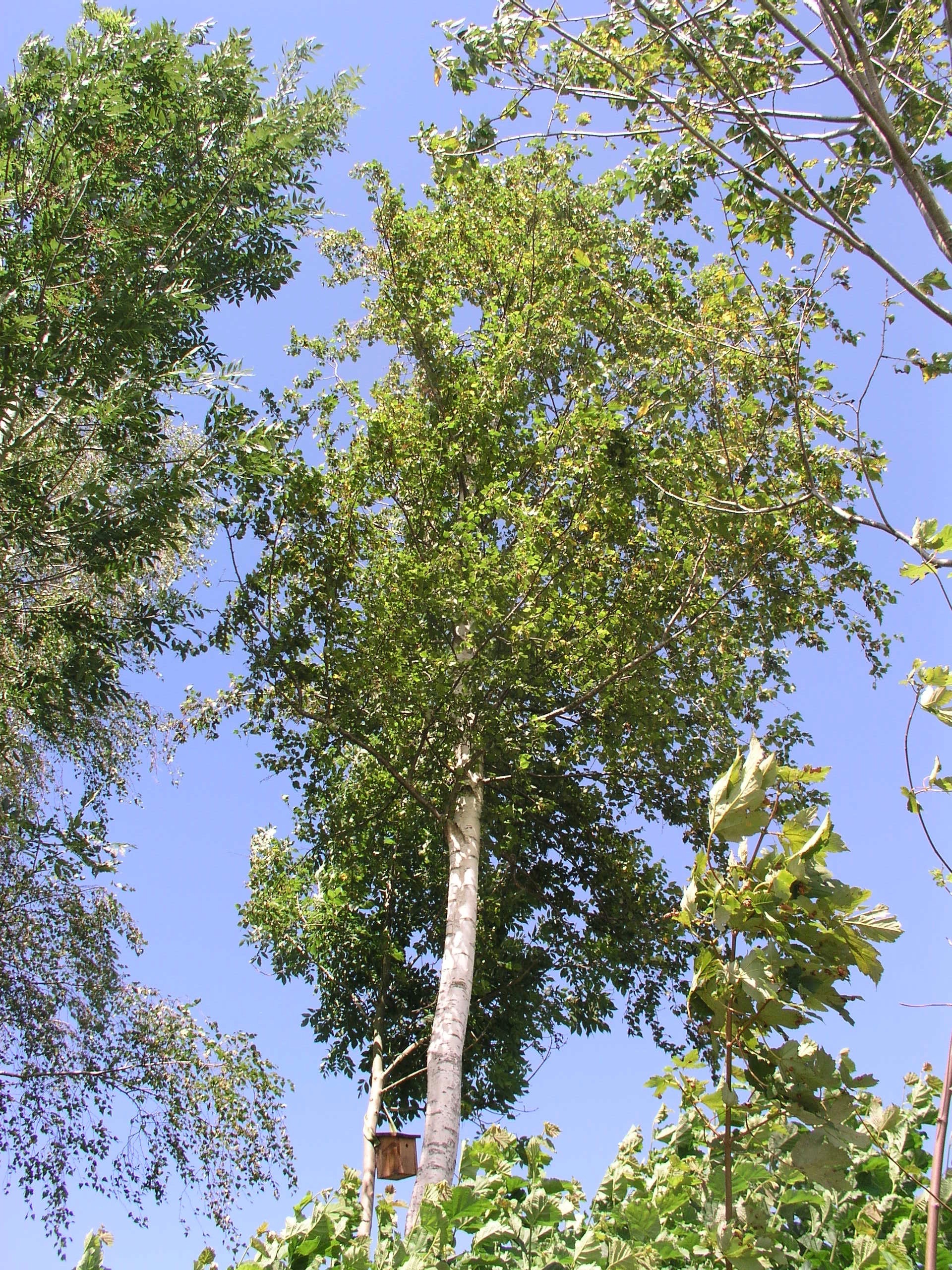 Vorschaubild zu pendula