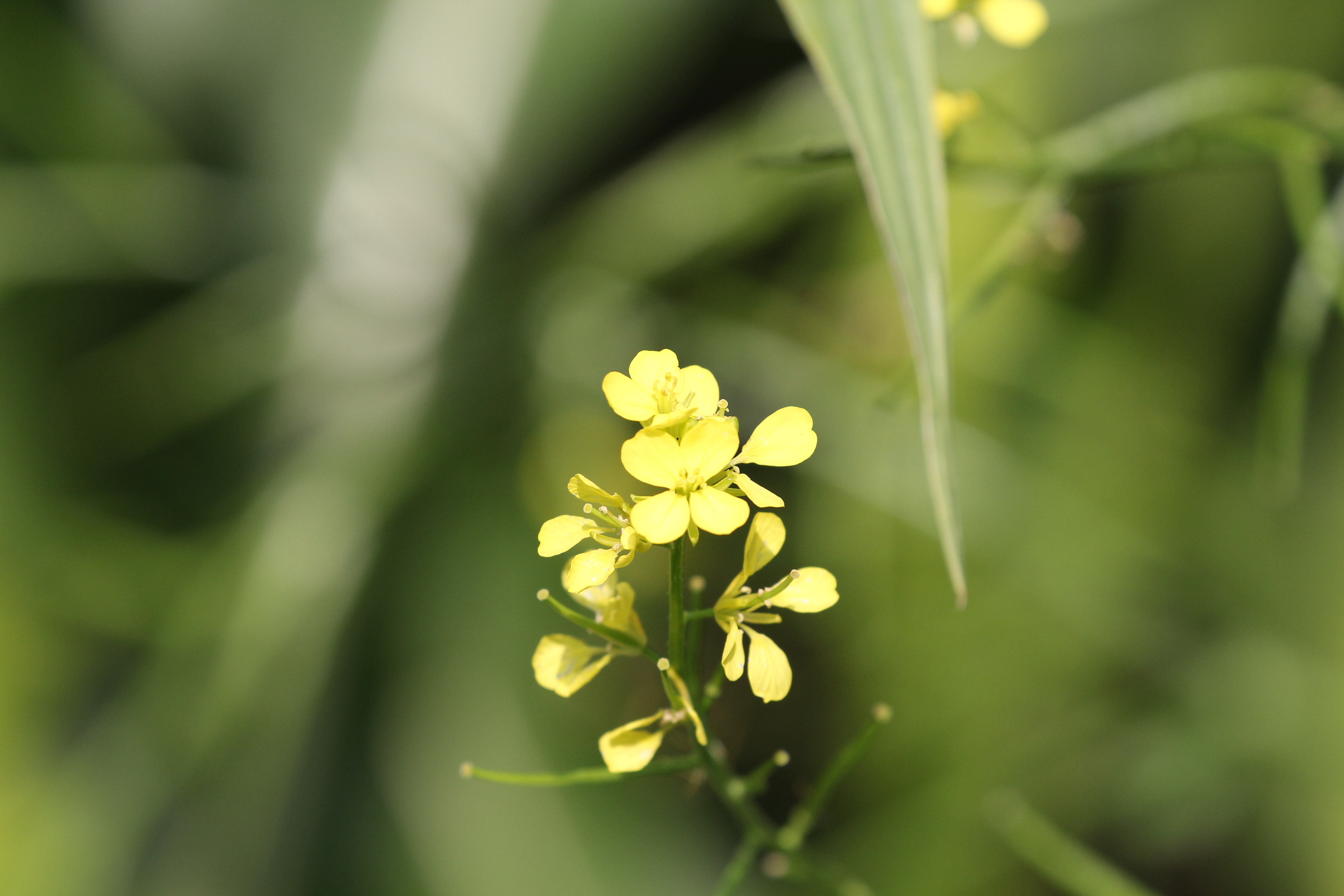 Vorschaubild zu juncea