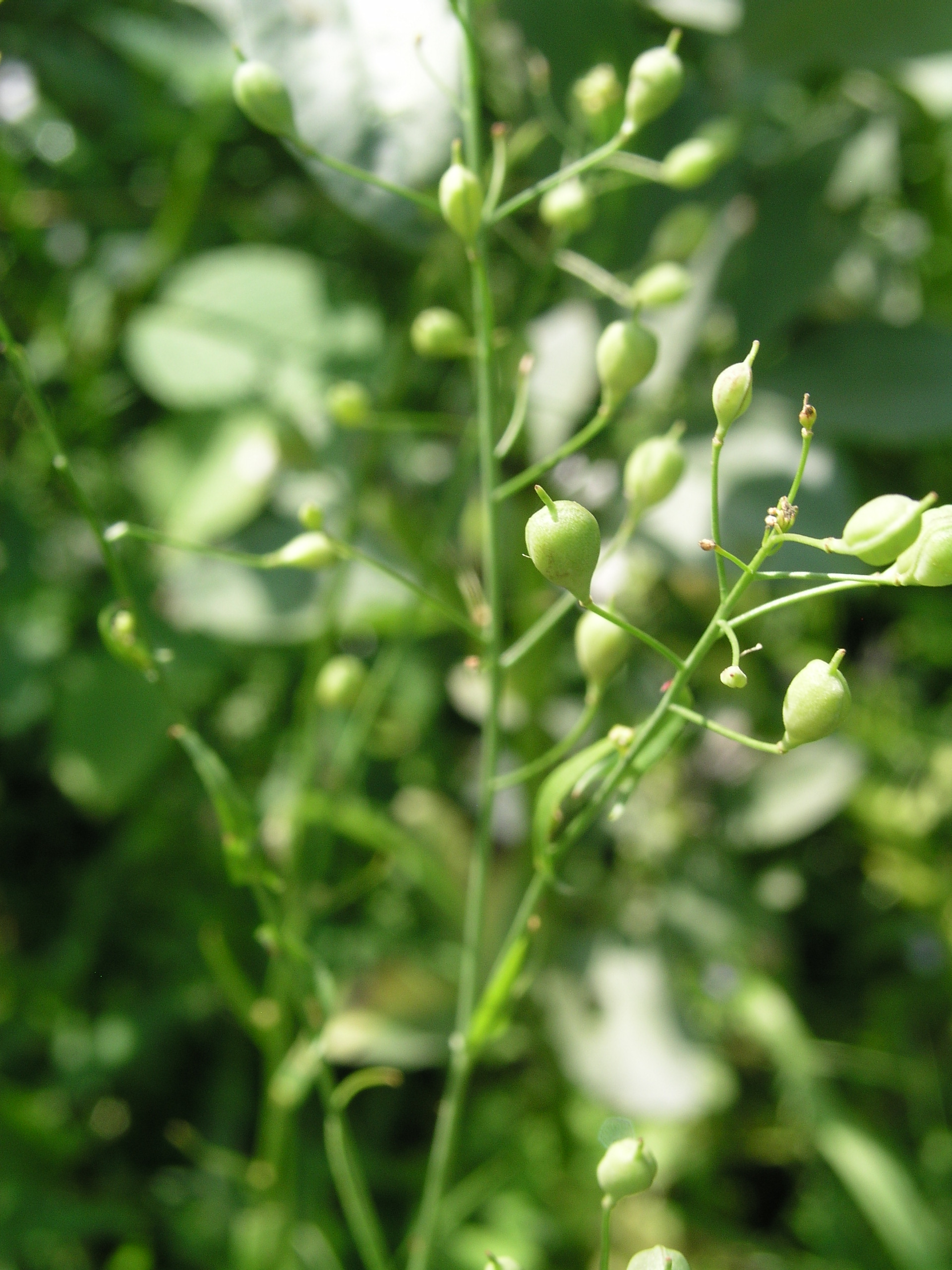 Vorschaubild zu sativa