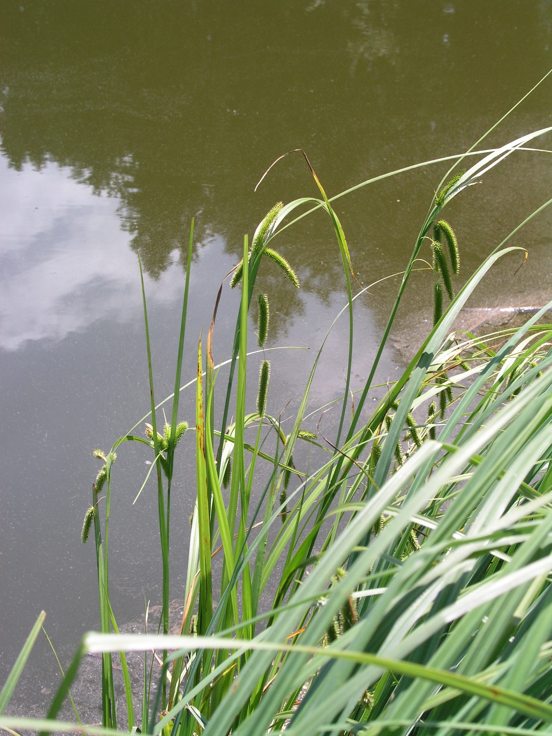 Vorschaubild zu pseudocyperus