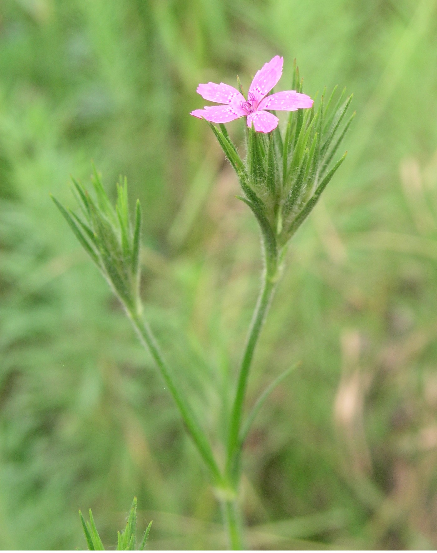 Vorschaubild zu armeria