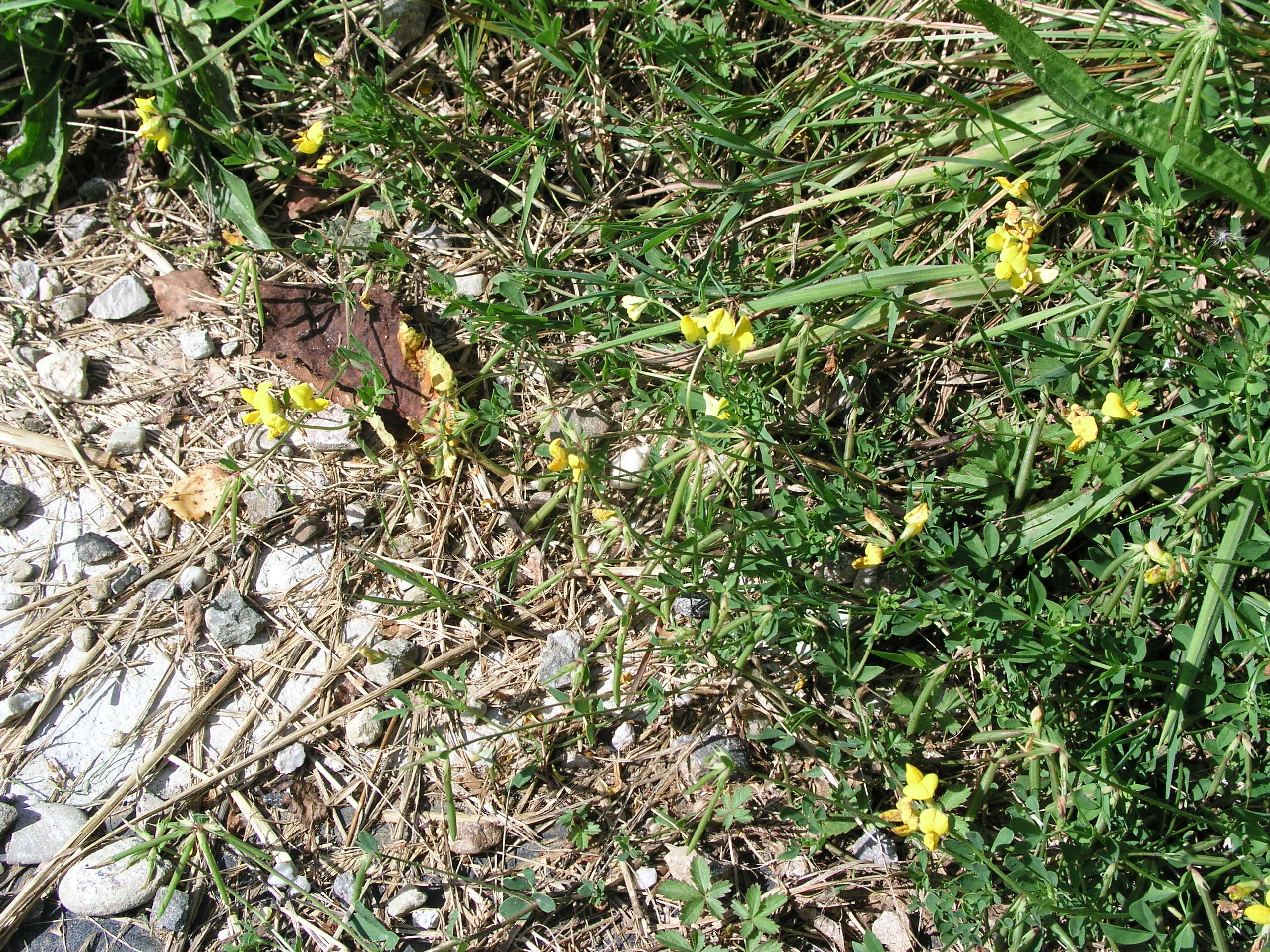 Vorschaubild zu corniculatus