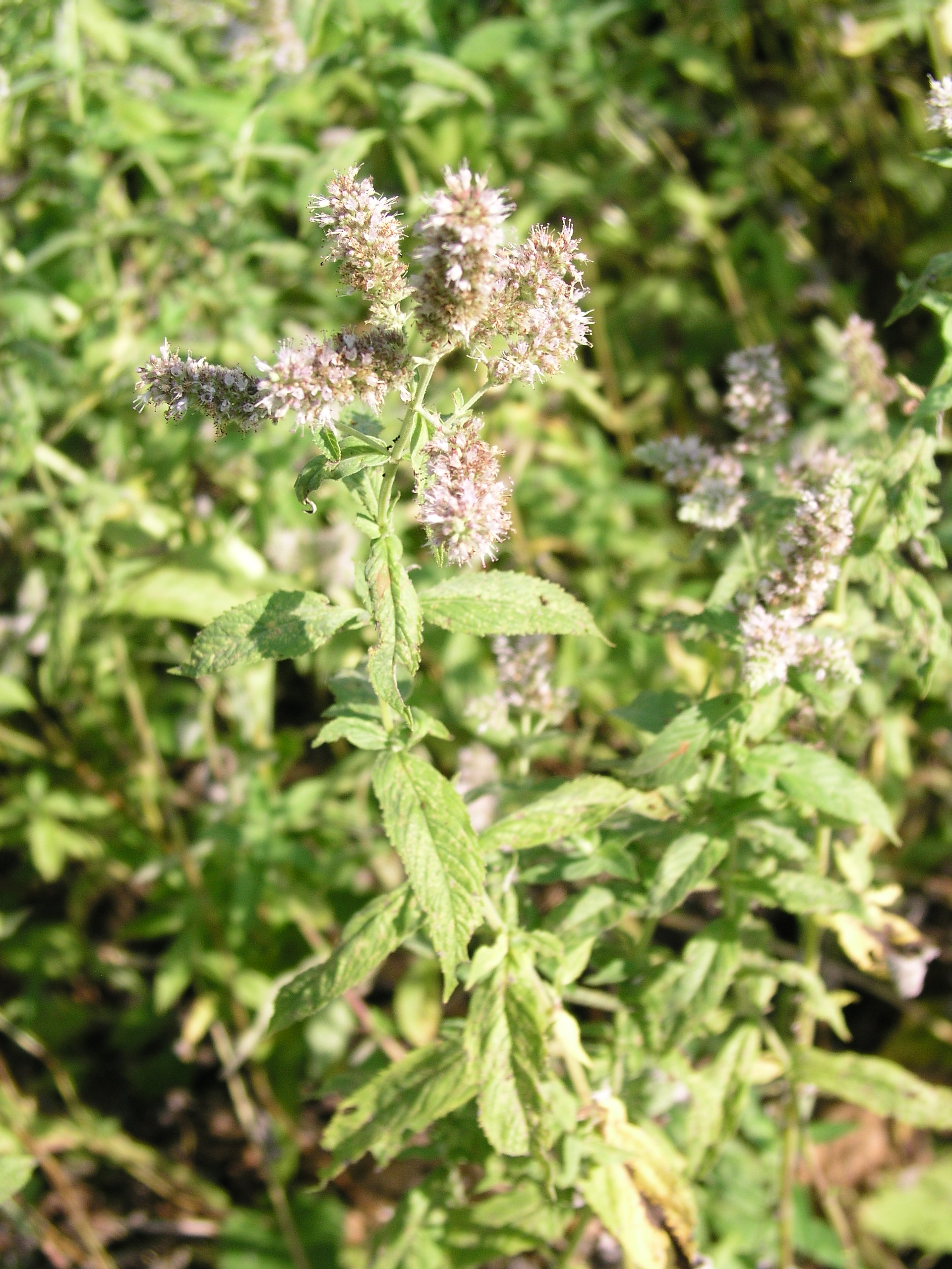 Vorschaubild zu longifolia